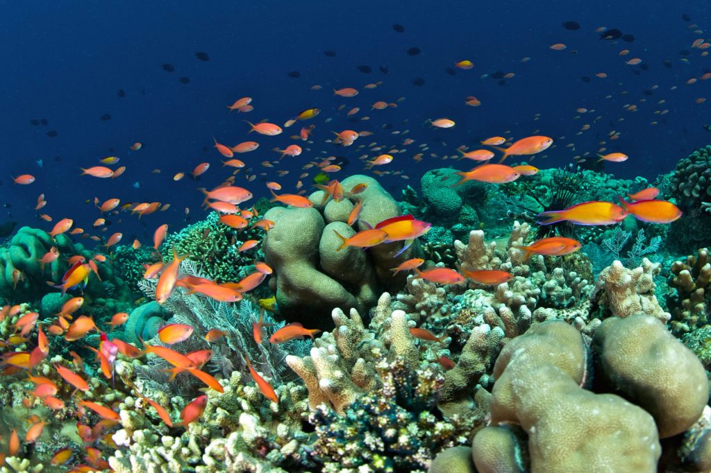 Taman Nasional Bunaken